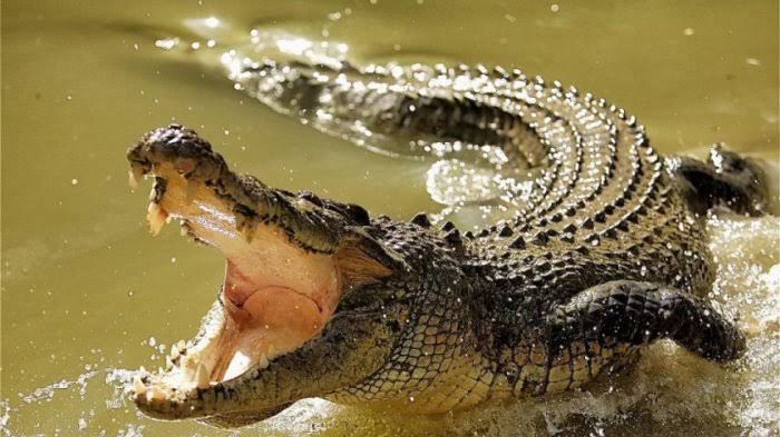 Ilustrasi buaya menyerang warga di Provinsi Riau (foto/int)